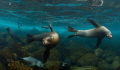   Whilst everyone else dive boat was having breakfast snorkelling sea lions  